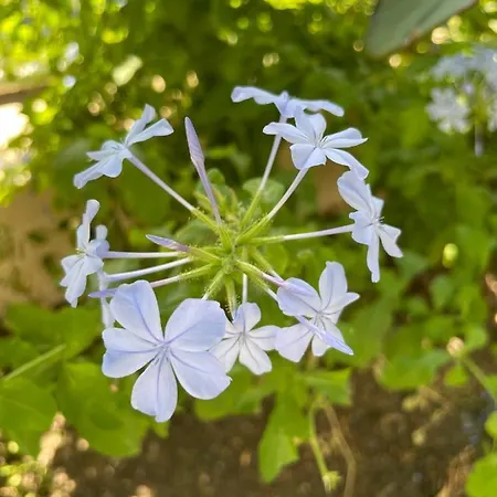 公寓 Maria Petru *